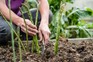 How to grow asparagus