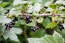 How to grow blackcurrants