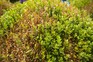 Box blight on Buxus