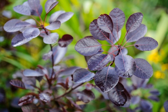 How to grow smoke bush – Cotinus coggyria