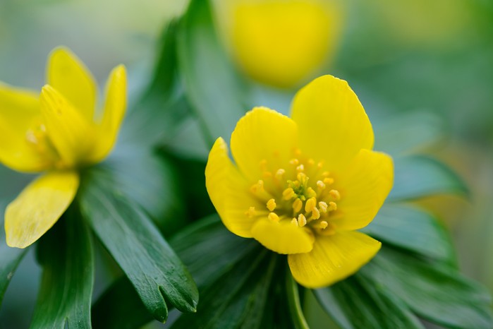 Best winter-flowering plants - winter aconites