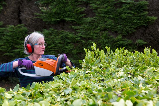 Gardeners trimming a hedge. Sarah Cuttle