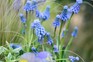 Grape hyacinth flowers