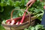 How to grow rhubarb