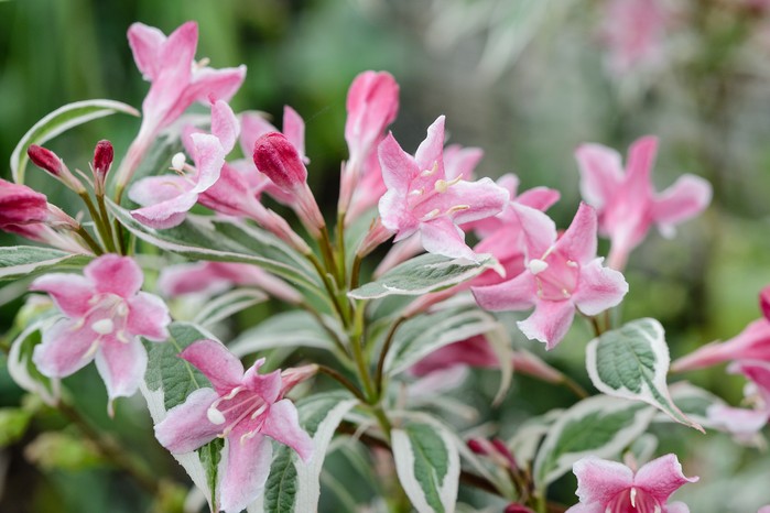 Weigela 'Florida Variegata'. Jason Ingram