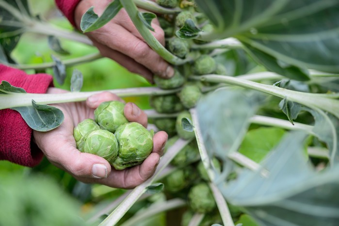 Harvesting Brussels sprouts