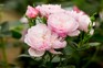 How to grow roses