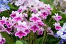 Streptocarpus 'Caitlin'