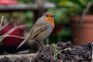 Robin in the garden during winter months. Photo: Tim Sandall