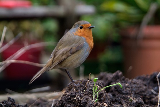 Robin in the garden during winter months. Photo: Tim Sandall