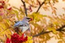 Waxwing eating rowan berries