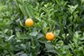 Growing lemon and orange plants in the UK - Calamondin orange