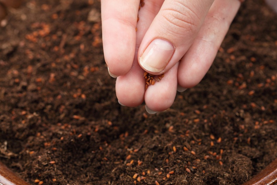 Sowing seeds of cress in the soil. Getty Images