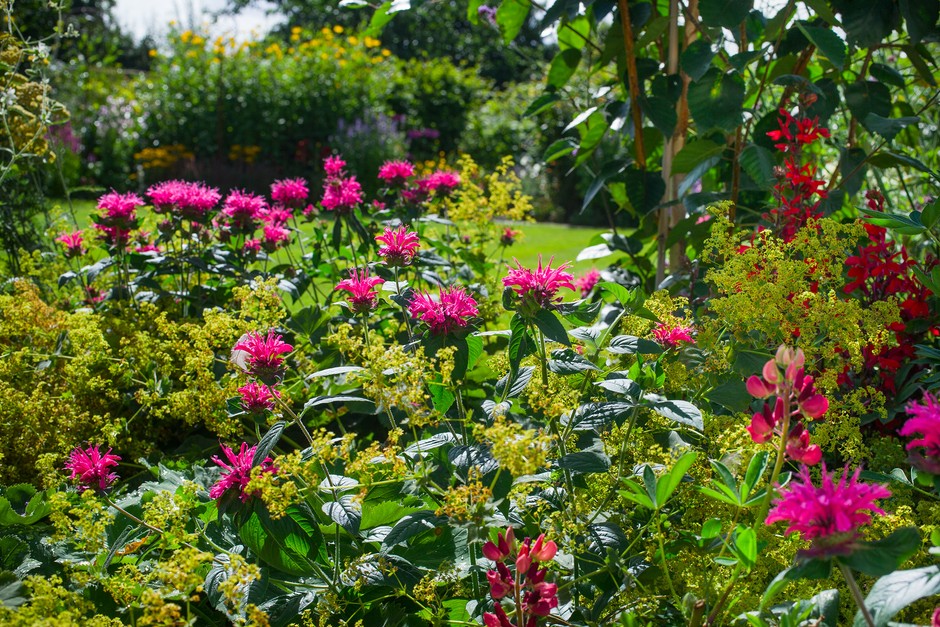 Colourful border with monarda, alchemilla, echinacea and Lobelia cardinalis