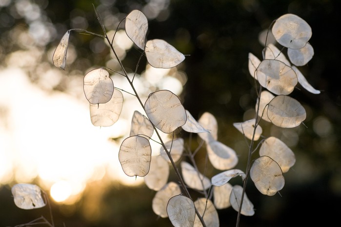 Honesty seed pods