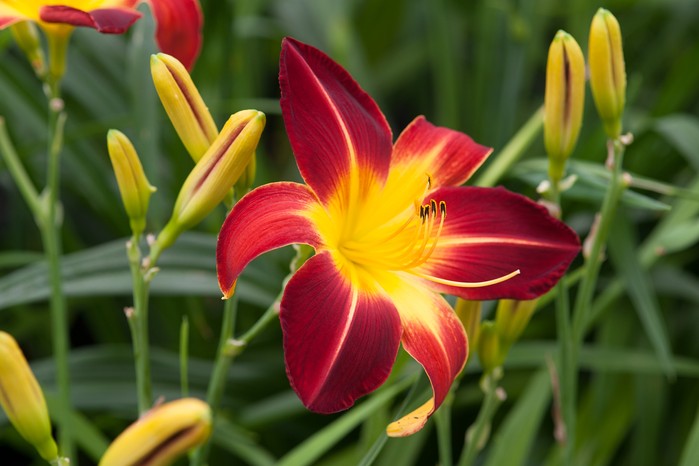 Hemerocallis 'Ruby Spider', Daylily. Torie Chugg