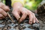 How to take root cuttings - pushing the cuttings into the compost