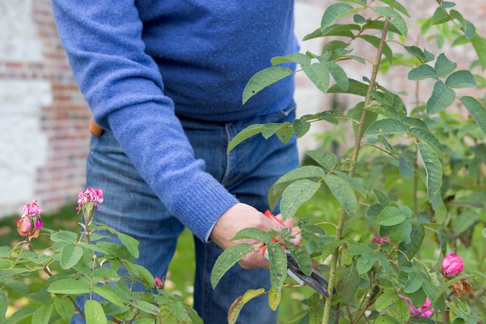 Selecting rose cutting material from the current year's growth