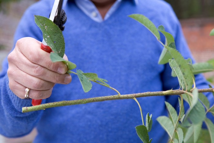 Removing the leaves from the stems