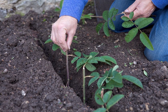 Inserting the cuttings into a trench filled with grit