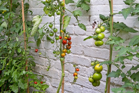 How to ripen tomatoes