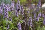 Blue agastache flowers