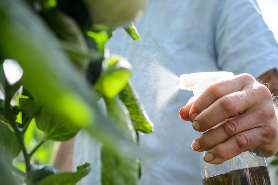 Spaying insecticidal soap on leaves. Jason Ingram