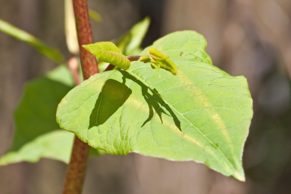 How to get rid of Japanese knotweed