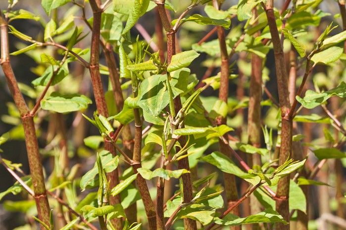 New shoots of Japanese Knotweed