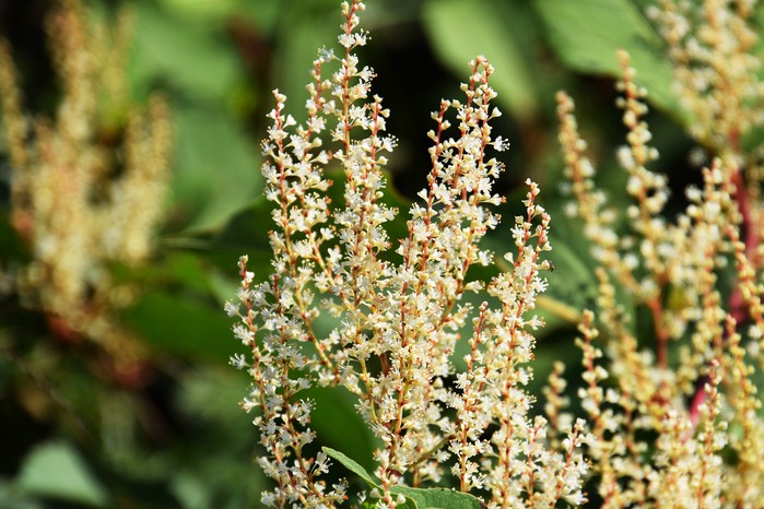 Japanese knotweed flowers, Getty Images