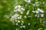 Sweet alyssum, Lobularia maritima 'Snowdrift'