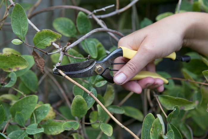 Frances prune pruning Lonicera periclymenum common honeysuckle cut cutting back to bud buds step by step sequence 180920 18092020 18/09/20 18/09/2020 18 18th September 2020 late Summer early Autumn Frances Tophill Pruning location Private area Kew Gardens photographer Sarah Cuttle