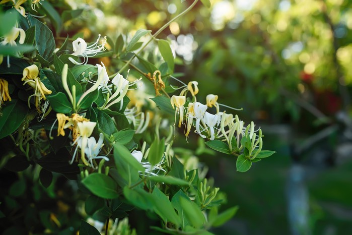 Blooming honeysuckle Bush near the house. White yellow Lonicera japonica Caprifolium perfoliate honeysuckle flowers. Honeysuckle Graham Thomas in the garden, hedge in horticulture, natural background and a green fence with white flowers