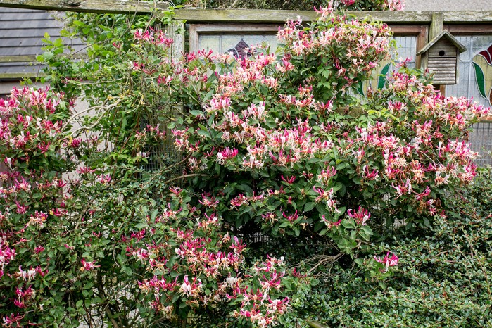 Helen Rushton Wildlife Friendly Garden category winner Gardeners World Garden of the Year Competition 2017 Lonicera honeysuckle 190717 19072017 19/07/17 19/07/2017 19 19th July 2017 Summer Inverurie Aberdeenshire photographer Paul Debois