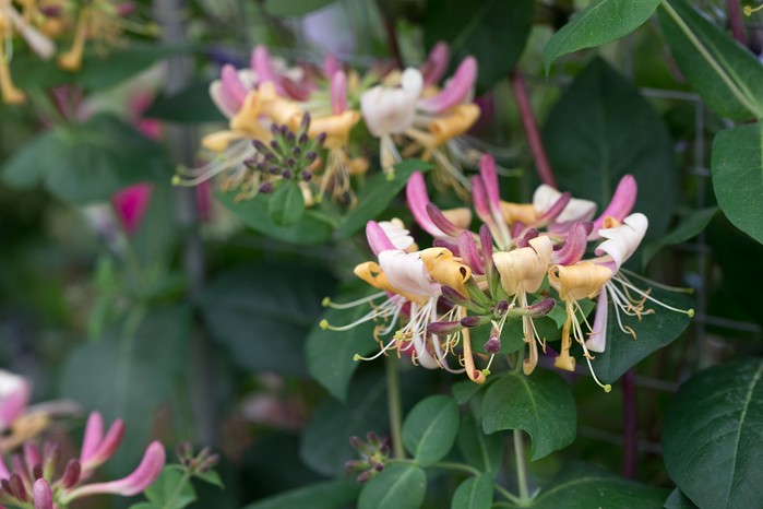 Lonicera periclymenum Rhubarb and Custard honeysuckle Rhubarb and Custard Priorswood Clematis stand plant portrait 050721 05072021 05/07/21 05/07/2021 5 5th July 2021 Summer RHS Hampton Court Flower Show 2021 Floral Marquee photographer Sarah Cuttle