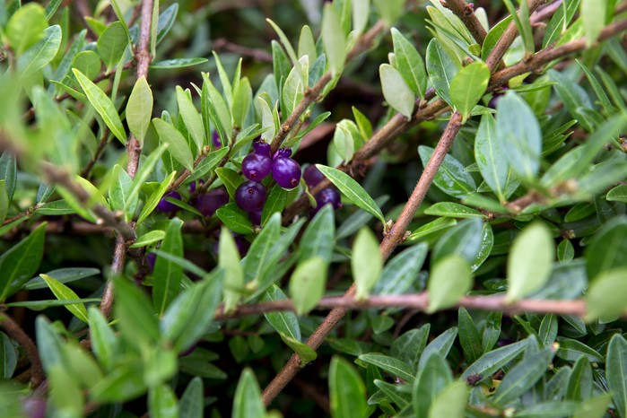 Lonicera pileata box-leaved honeysuckle 041115 04112015 04/11/15 04/11/2015 4 4th November 2015 Alan Titchmarsh at Farley Hill Autumn photographer Sarah Cuttle evergreen shrub twining stem stems lance shaped leaves black berries