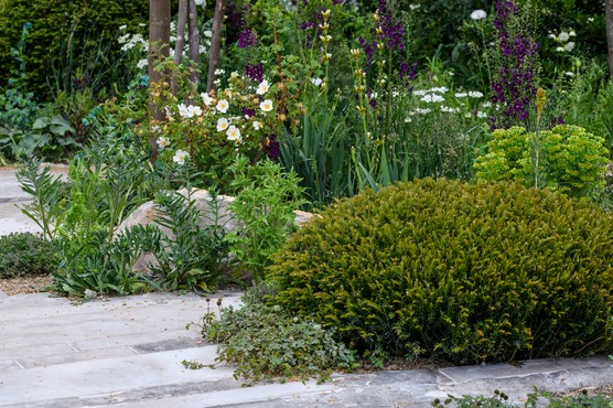 Clipped yew in a border. Jason Ingram