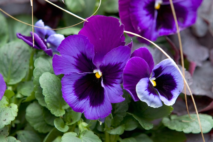 Best winter-flowering plants: pansies