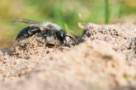 Ashy mining bee excavating her nest. Getty Images