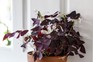 Oxalis triangularis in a pot. Jason Ingram