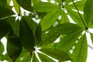 Pachira aquatica, money tree. Getty Images.