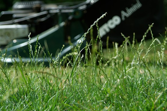 Perennial ryegrass with lawn mower in the background. Tim Sandall