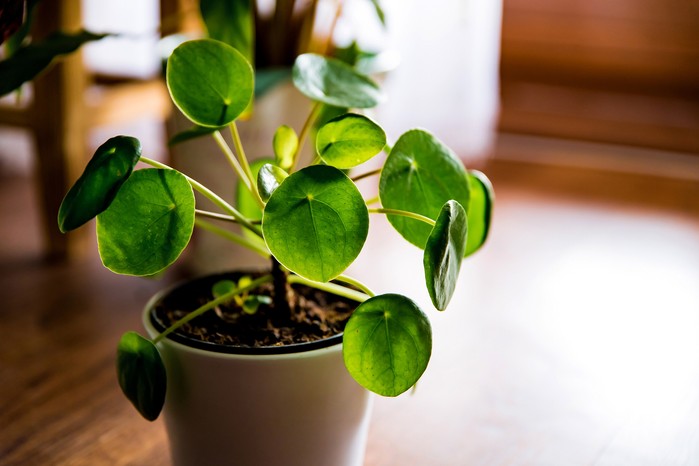 Pilea peperomioides, Chinese money plant. Getty Images.