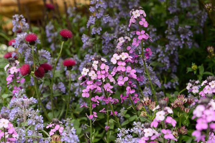 Erysimum 'Bowles's Mauve'