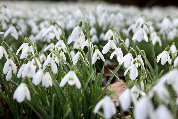 Best winter-flowering plants - snowdrops