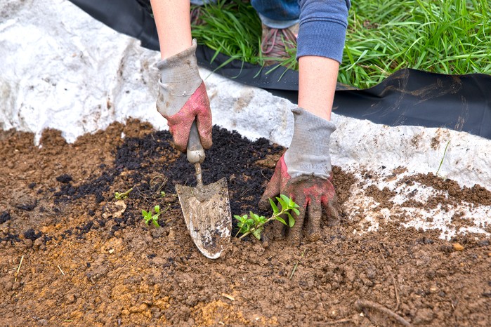 How to make a wildlife pond - planting marginals directly into the subsoil