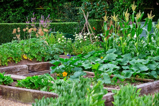 Potager garden. Neil Hepworth