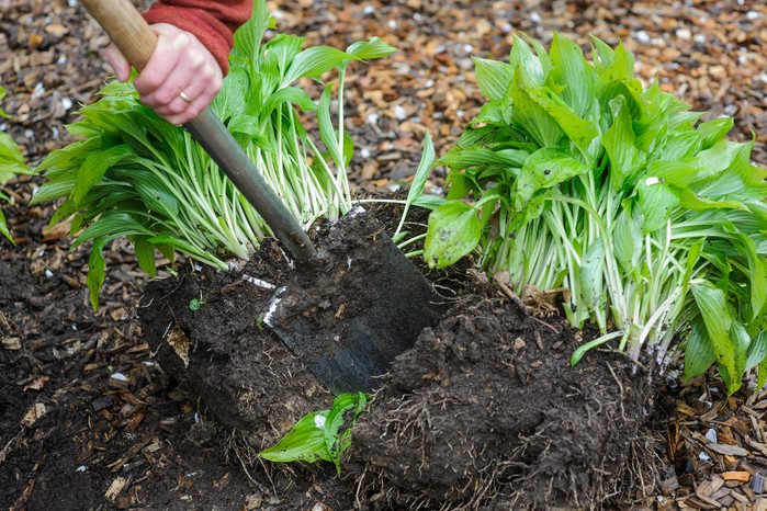 Dividing a hosta clump