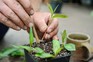 Taking Vietnamese coriander cuttings