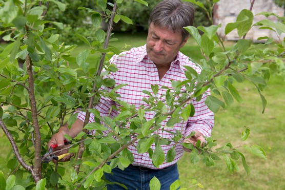 How to prune a plum tree – cutting out crossing branches in the centre